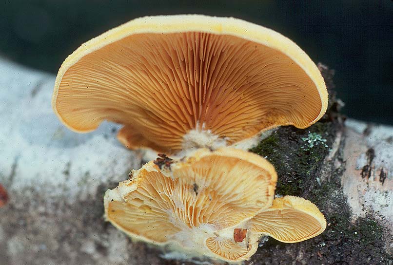Phyllotopsis nidulans